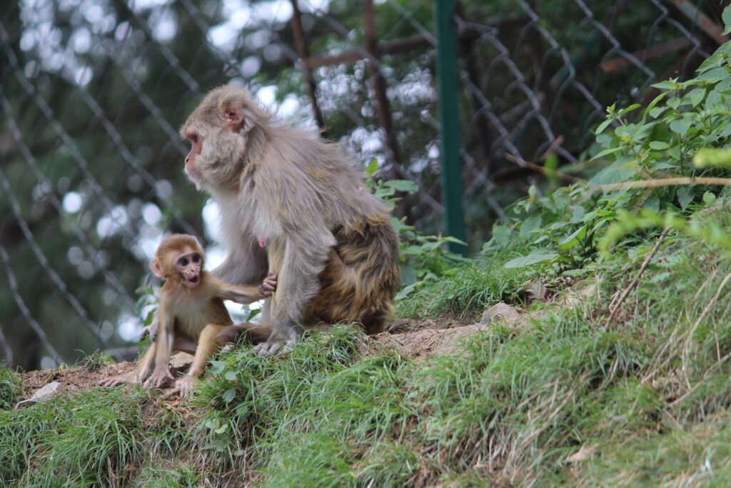 Jakhu: famous tourist spot in Shimla