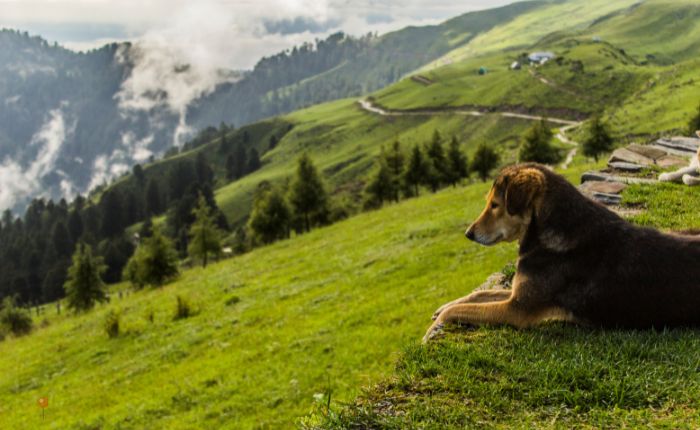 Himachal Pradesh Valley View