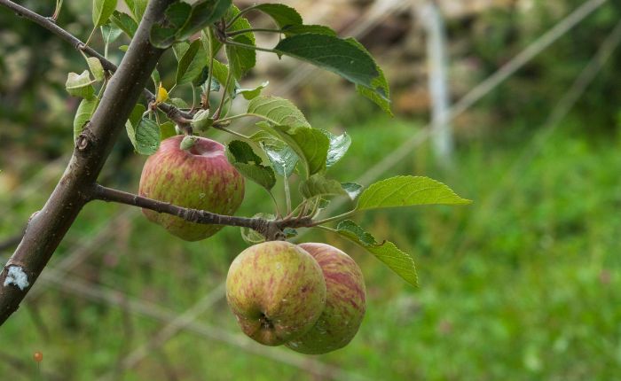 Apple Harvest Season in Kinnaur In November